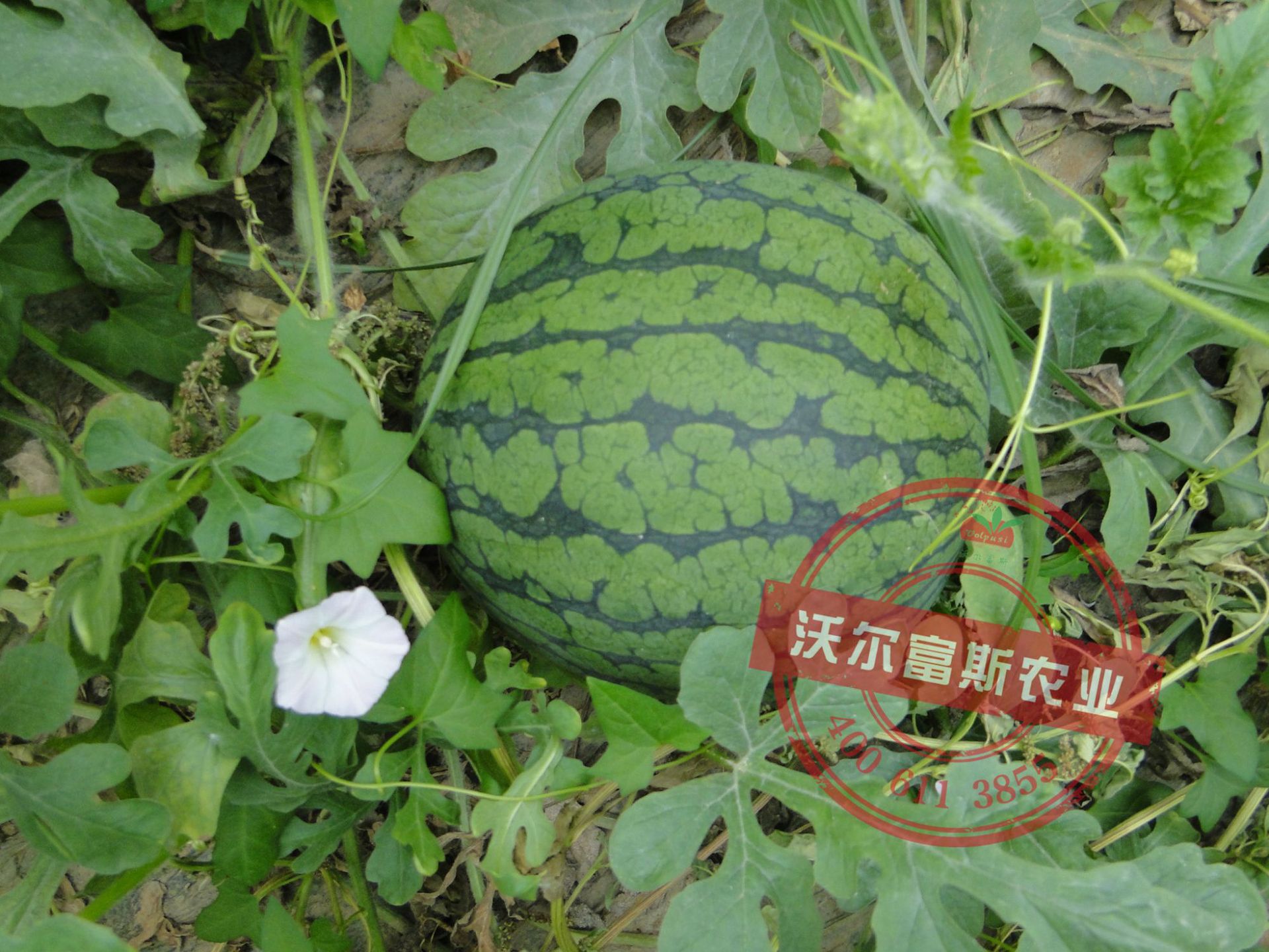 花皮一号