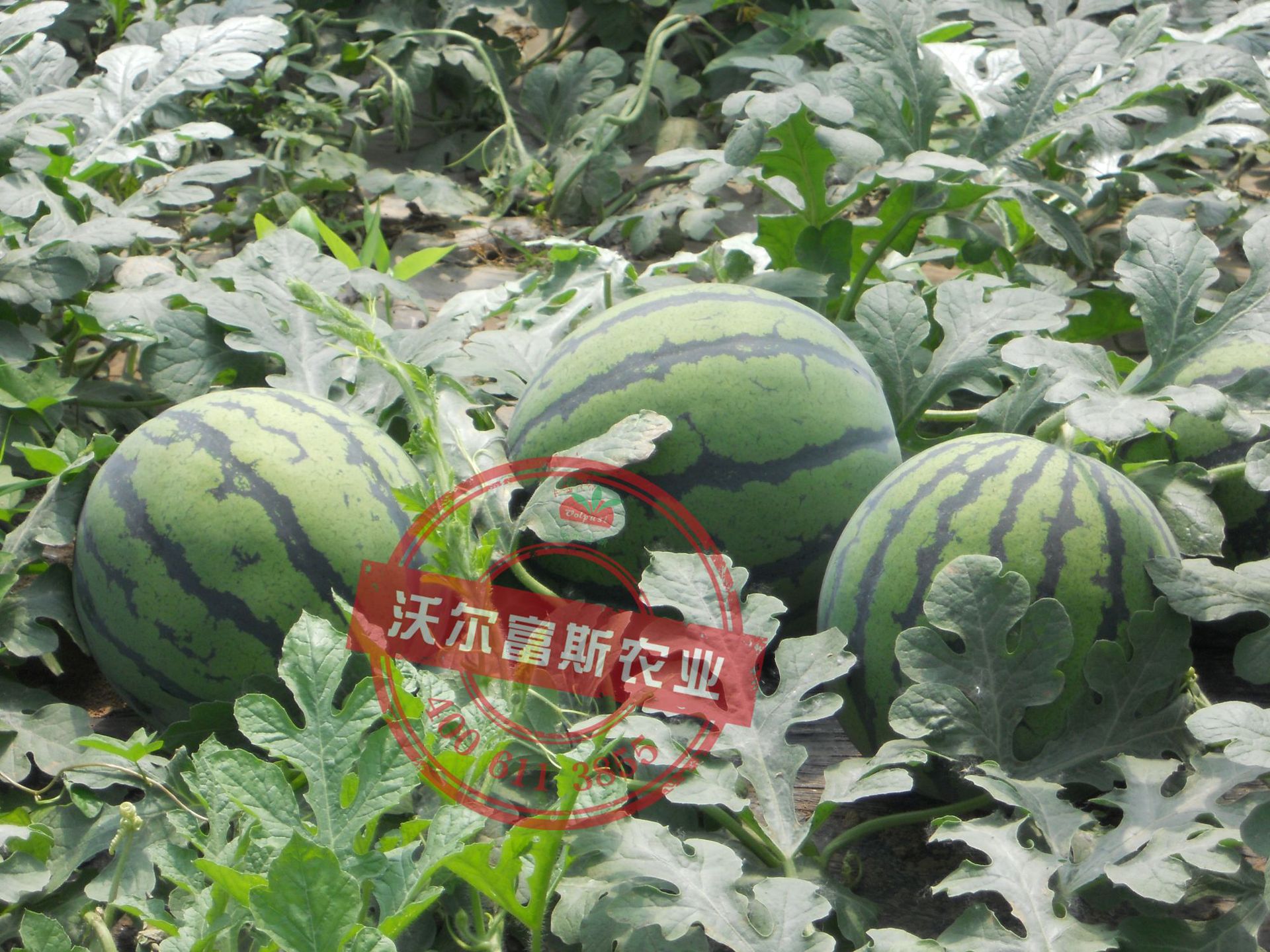 花皮一号