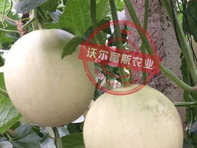 香脆甜瓜种子四季播种【香浓一号】卡其香蜜香瓜种子蔬菜水果种子图4