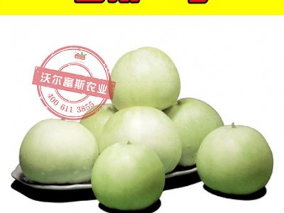 香脆甜瓜种子四季播种【香浓一号】卡其香蜜香瓜种子蔬菜水果种子图5