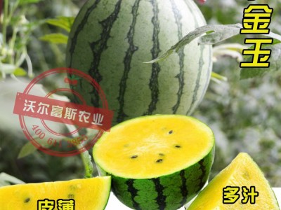 黄肉礼品小西瓜种子【小金玉】 200粒小兰西瓜种子 肉质细嫩爽口图5