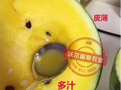 黄肉礼品小西瓜种子【小金玉】 200粒小兰西瓜种子 肉质细嫩爽口图2