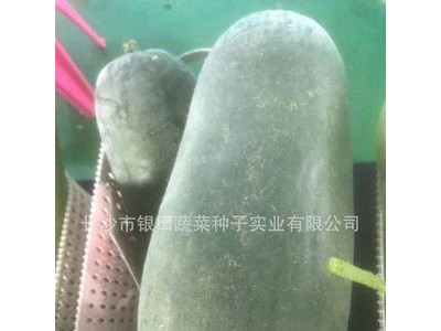 小粉冬瓜高产绿皮绿肉火锅配菜可以生吃厂家直销银田种业图2