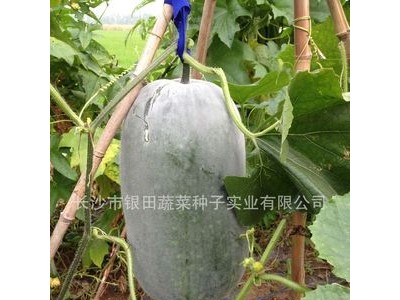 小粉冬瓜高产绿皮绿肉火锅配菜可以生吃厂家直销银田种业图4