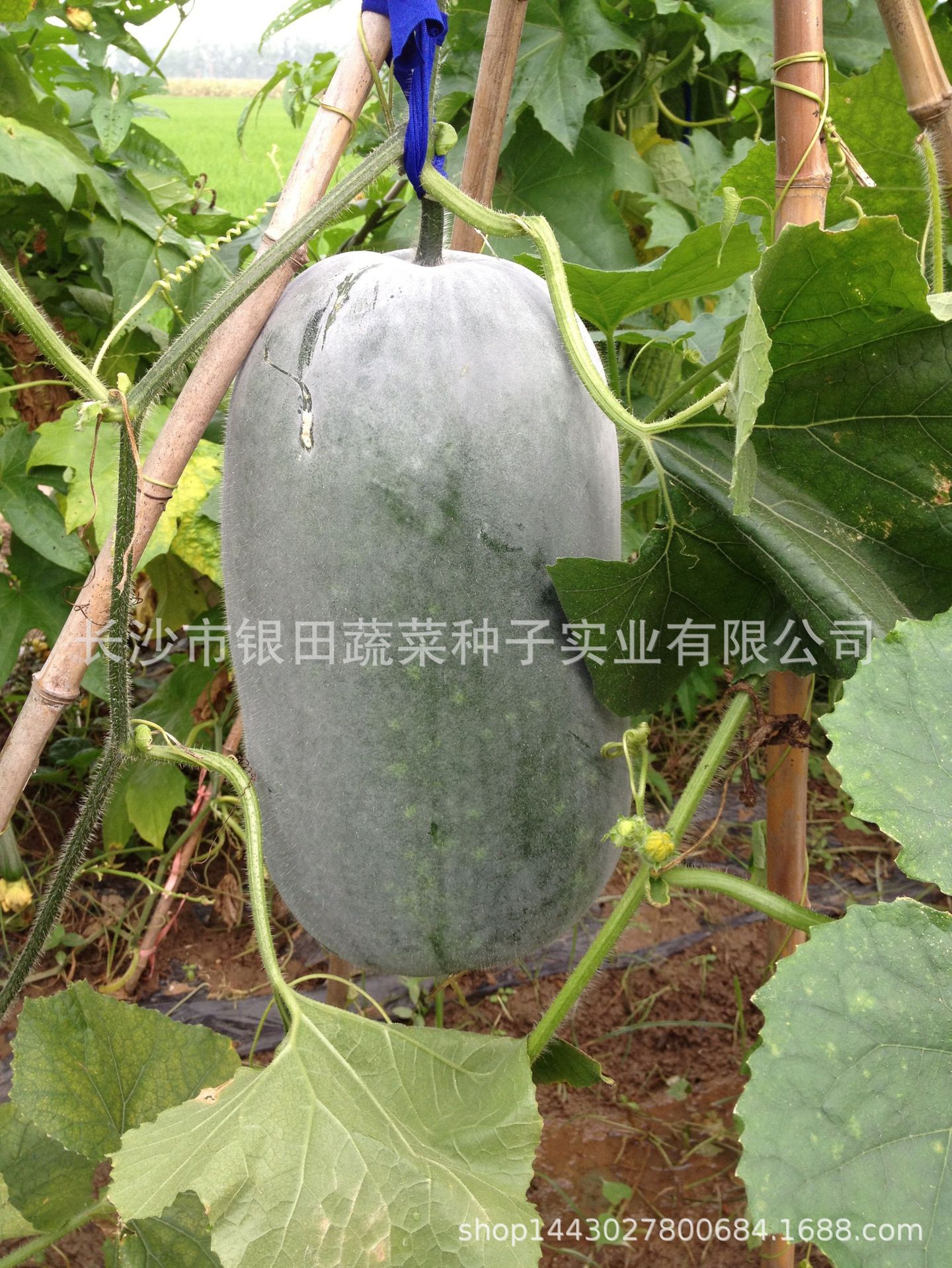 微信图片_20200328161543