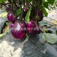 灯泡型圆茄子种子生产厂家直销紫红色高产