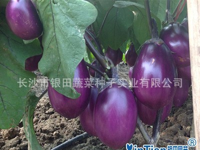 灯泡型圆茄子种子生产厂家直销紫红色高产图4