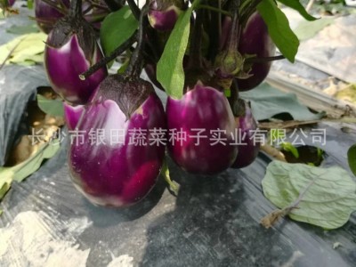 灯泡型圆茄子种子生产厂家直销紫红色高产图5
