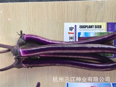 冠王1号茄子种子基地直销紫红线茄种子皮薄口感好产量高耐高温图3