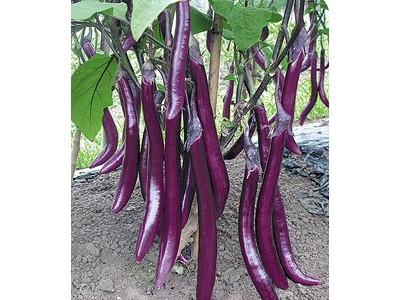冠王1号茄子种子基地直销紫红线茄种子皮薄口感好产量高耐高温图2
