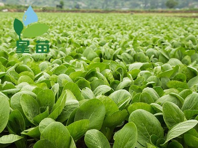 批发蔬菜种子 星苗盛夏星品青梗菜种子上海青种子夏季专用100克图3