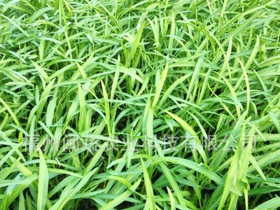 现货批发翠竹3号空心菜种子 叶片细长500克蔬菜种子基地农户选择图3