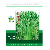 现货批发翠竹3号空心菜种子 叶片细长500克蔬菜种子基地农户选择