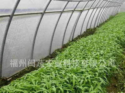 现货批发翠竹3号空心菜种子 叶片细长500克蔬菜种子基地农户选择图4