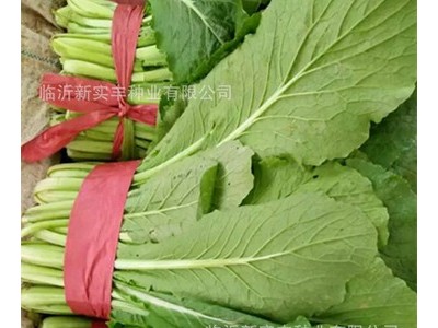 速生快菜小白菜种子 青浪7号 优质蔬菜种子 快菜种子图3