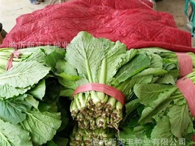 速生快菜小白菜种子 青浪7号 优质蔬菜种子 快菜种子图2