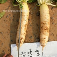 蔬菜种子 家庭种植 耐抽苔 抗病白萝卜 春雷130g/袋 白萝卜种子
