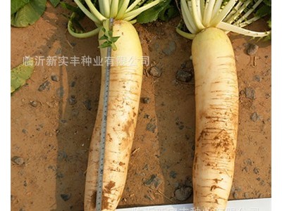 蔬菜种子 家庭种植 耐抽苔 抗病白萝卜 春雷130g/袋 白萝卜种子图4