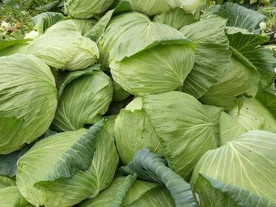贵州新鲜莲花白 包菜 产地现摘 清甜脆嫩 现摘莲花白整箱批发图3