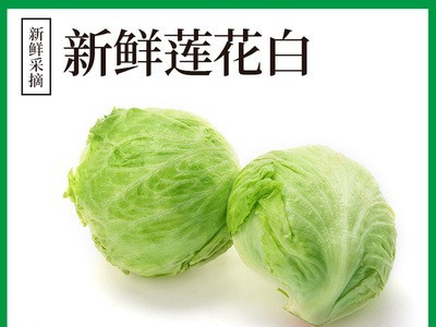 贵州新鲜莲花白 包菜 产地现摘 清甜脆嫩 现摘莲花白整箱批发图2