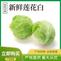 贵州新鲜莲花白 包菜 产地现摘 清甜脆嫩 现摘莲花白整箱批发