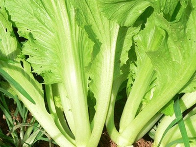贵州新鲜青菜 叶软肉厚 绿叶青菜 营养美味 整箱批发 货源充足图3
