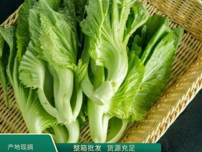贵州新鲜青菜 叶软肉厚 绿叶青菜 营养美味 整箱批发 货源充足图4