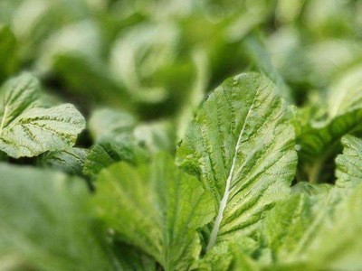 贵州新鲜青菜 叶软肉厚 绿叶青菜 营养美味 整箱批发 货源充足图5