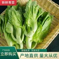 贵州新鲜青菜 叶软肉厚 绿叶青菜 营养美味 整箱批发 货源充足