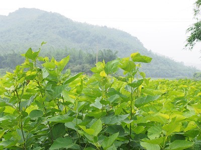 速冻原生*态桑芽食用嫩桑叶菜绿色天*然酒店直供图4