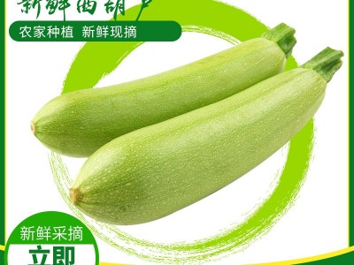 贵州新鲜西葫芦 新鲜采摘产地种植 货源充足 西葫芦整箱批发图2