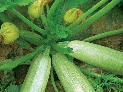 贵州新鲜西葫芦 新鲜采摘产地种植 货源充足 西葫芦整箱批发图3