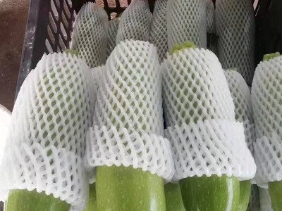 贵州新鲜西葫芦 新鲜采摘产地种植 货源充足 西葫芦整箱批发图5
