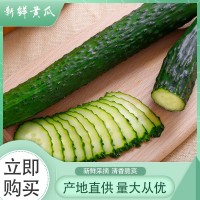 贵州新鲜黄瓜 农家新鲜采摘蔬菜黄瓜 脆嫩带刺黄瓜 整箱批发