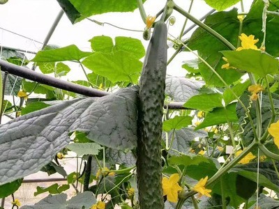 贵州新鲜黄瓜 农家新鲜采摘蔬菜黄瓜 脆嫩带刺黄瓜 整箱批发图5