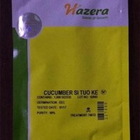 以色列海泽拉HAZERA原装进口高品质高产全雌水果黄瓜种子斯托克等