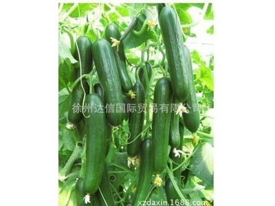以色列海泽拉HAZERA原装进口高品质高产全雌水果黄瓜种子斯托克等图2