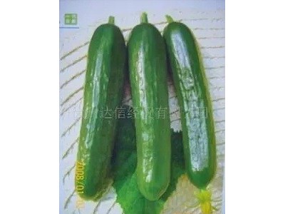 以色列海泽拉HAZERA原装进口高品质高产全雌水果黄瓜种子斯托克等图3