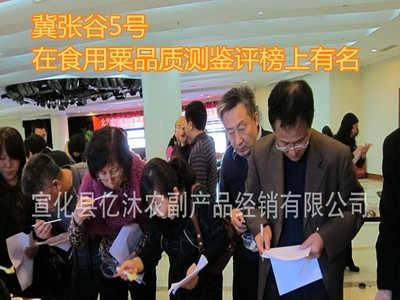 高产 谷种张家口特产的冀张谷5号谷子种子包谷子好吃的黄小米谷种图3