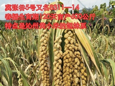 高产 谷种张家口特产的冀张谷5号谷子种子包谷子好吃的黄小米谷种图5