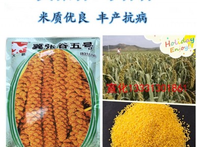 高产 谷种张家口特产的冀张谷5号谷子种子包谷子好吃的黄小米谷种图4