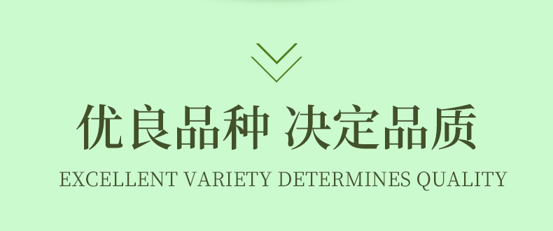 种子-详情9_10.jpg