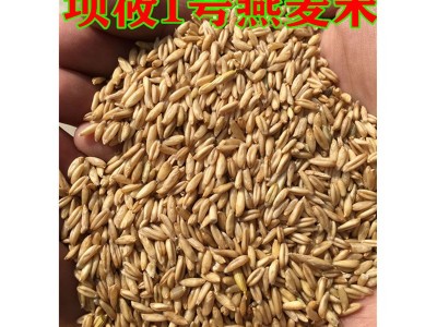 现货供应新燕麦米 农家粗粮燕麦米批发 燕麦米五谷杂粮袋装1斤图5