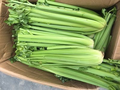 加工保鲜西芹10公斤塑料筐装10公斤纸箱装西芹图4