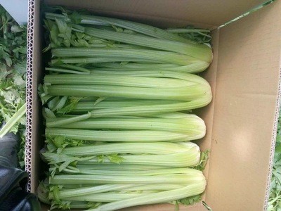 加工保鲜西芹10公斤塑料筐装10公斤纸箱装西芹图2