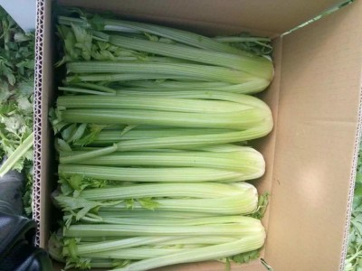 加工保鲜西芹10公斤塑料筐装10公斤纸箱装西芹图5