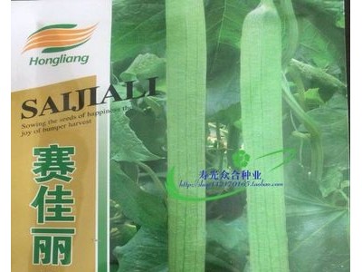 泰国 赛佳丽丝瓜种子 长肉丝瓜 早熟丰产 四季阳台蔬菜图2
