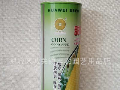 甜糯2号黄糯玉米种子 大穗型糯玉米种子 薄皮图2