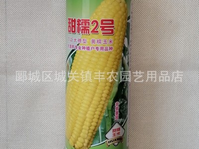 甜糯2号黄糯玉米种子 大穗型糯玉米种子 薄皮图5