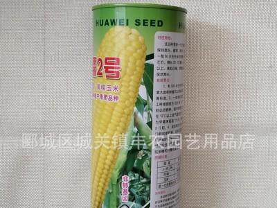 甜糯2号黄糯玉米种子 大穗型糯玉米种子 薄皮图3